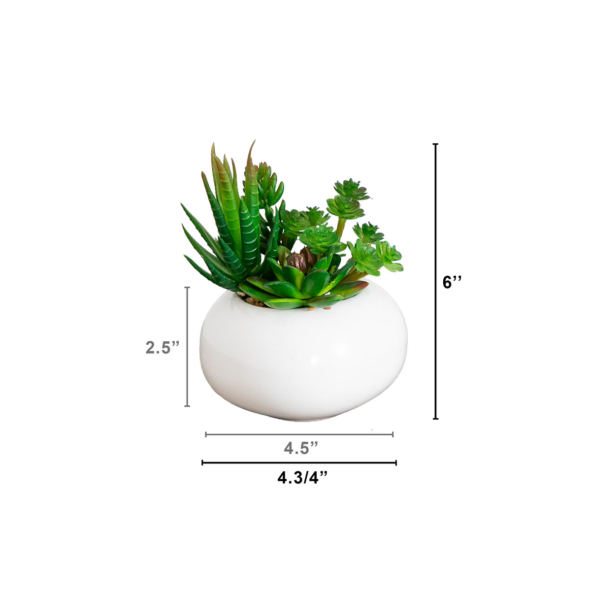 The Pacifica Minimalist Succulent Garden (Set of 3)