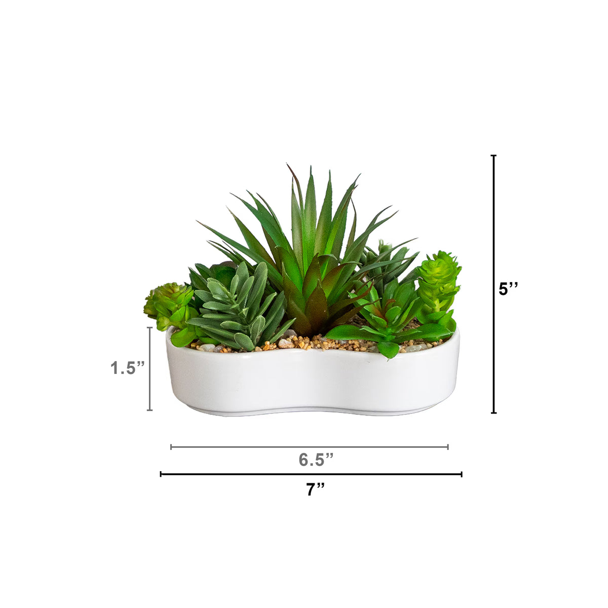 The Del Mar Sculptural Succulent Garden (Set of 2)