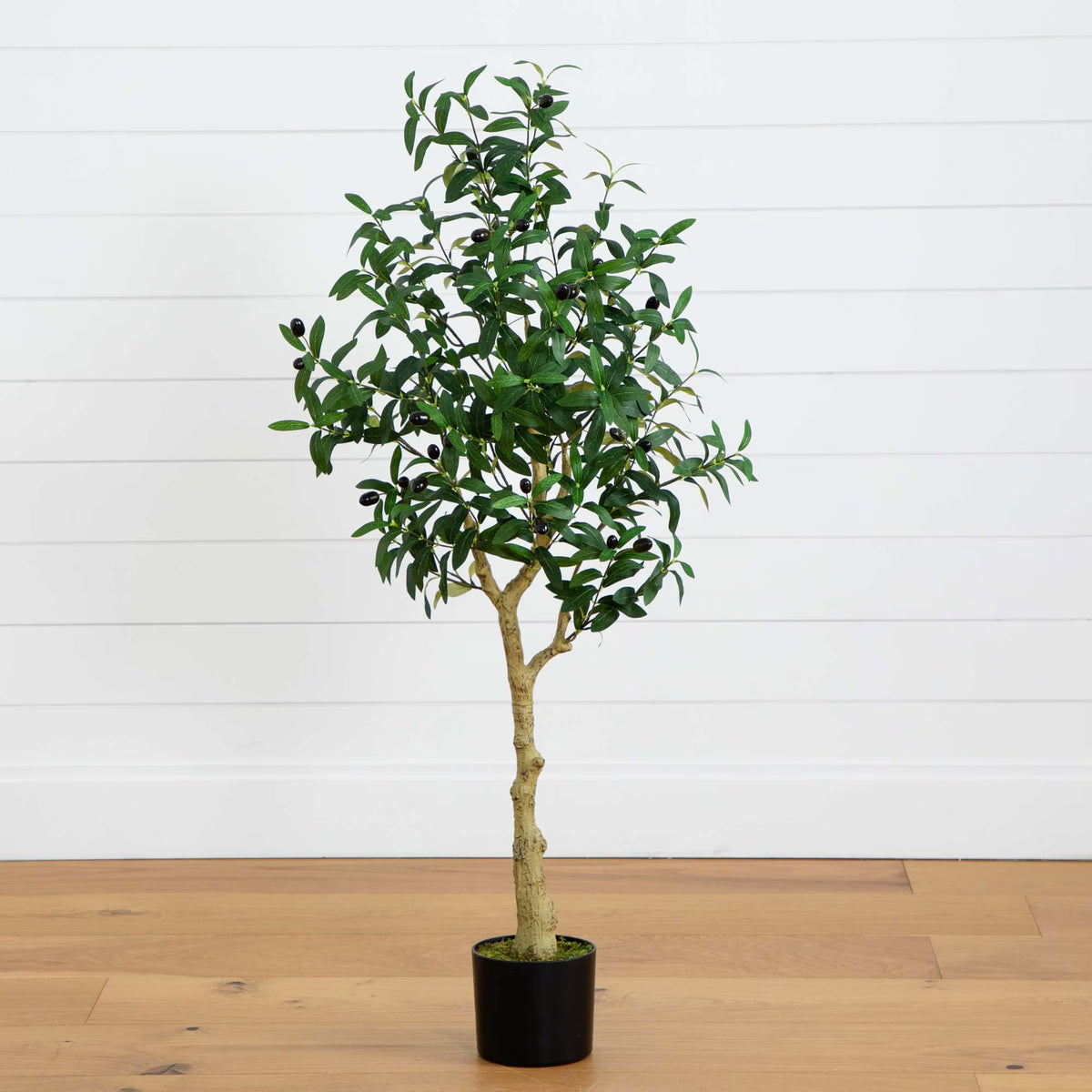 The Verona 4-Foot European Olive Accent Tree