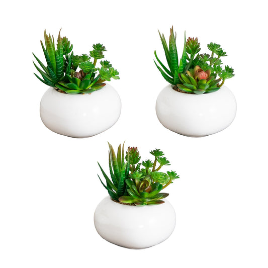 The Pacifica Minimalist Succulent Garden (Set of 3)