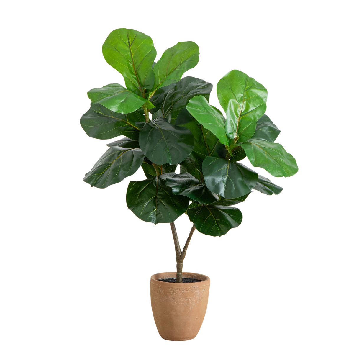 The Pacifica 45" Broad-Leaf Accent Fig