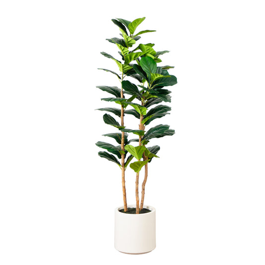 The Highland 5-Foot Architectural Fiddle Leaf Tree