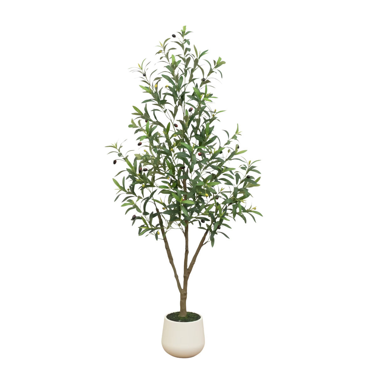 The Verona 5-Foot Olive Botanical with Modern Fluted Vessel