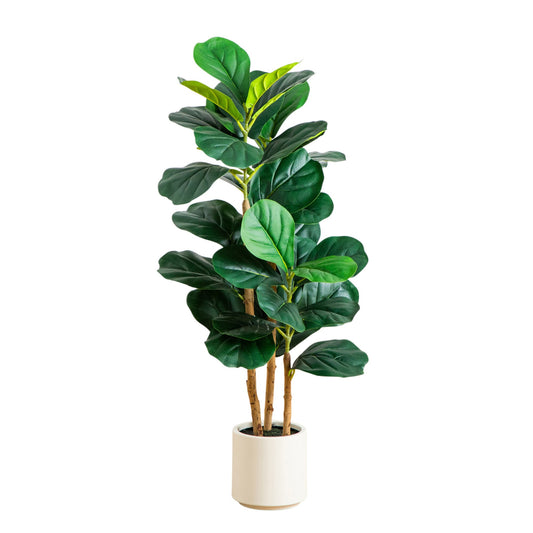 The Highland 3-Foot Compact Fiddle Leaf Fig