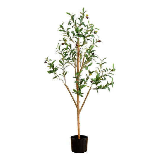 The Tuscan 4-Foot Natural-Trunk Olive Tree