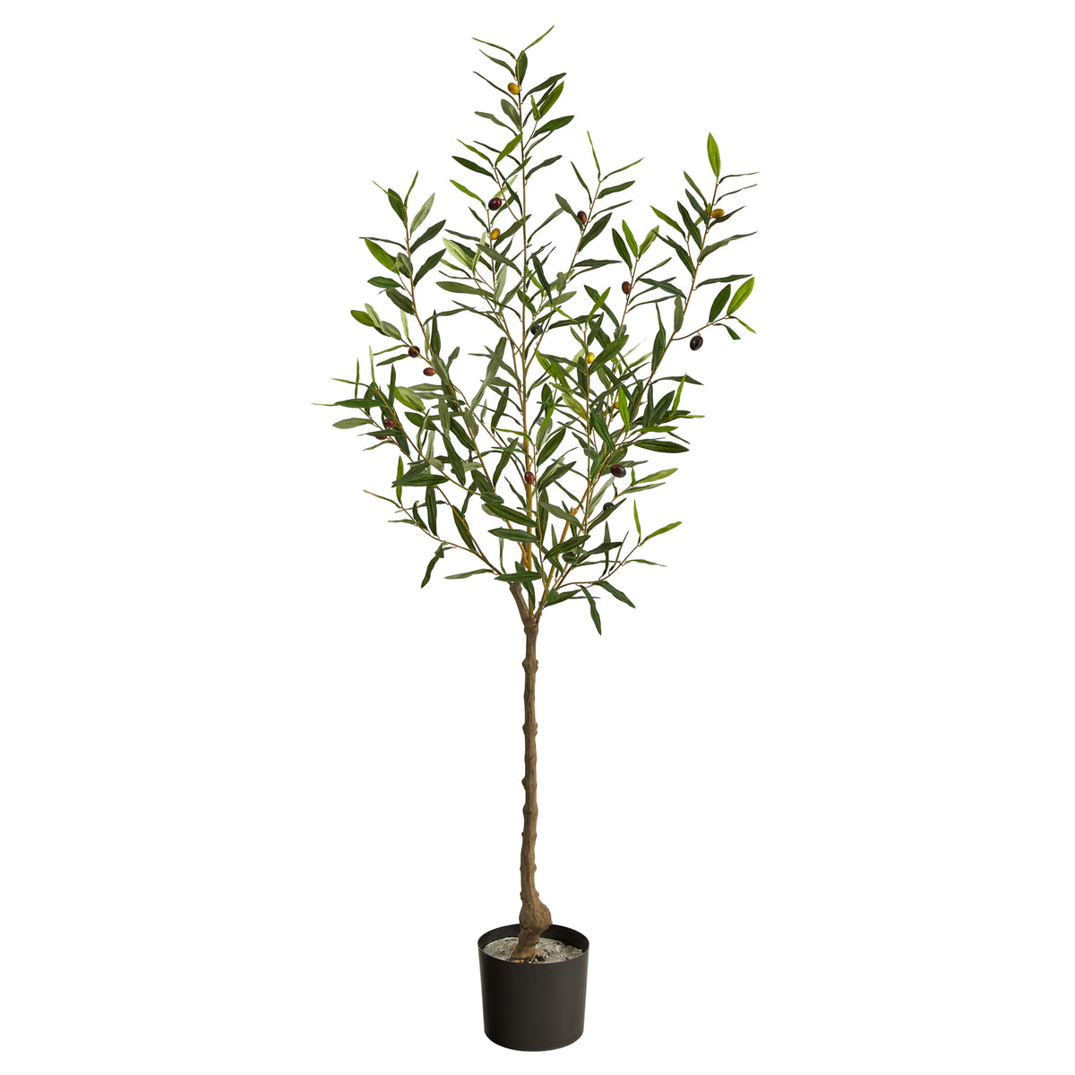 The Verona 5-Foot Heritage Olive Botanical