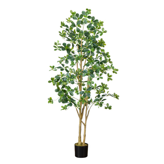 The Capri 6-Foot Architectural Black Olive Tree