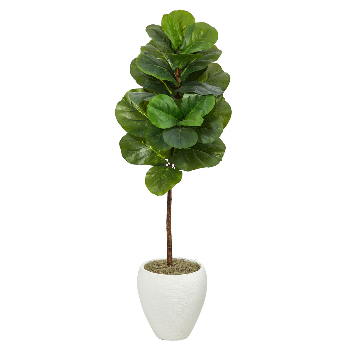 The Highland 52" Fiddle Leaf Fig with Modern White Vessel