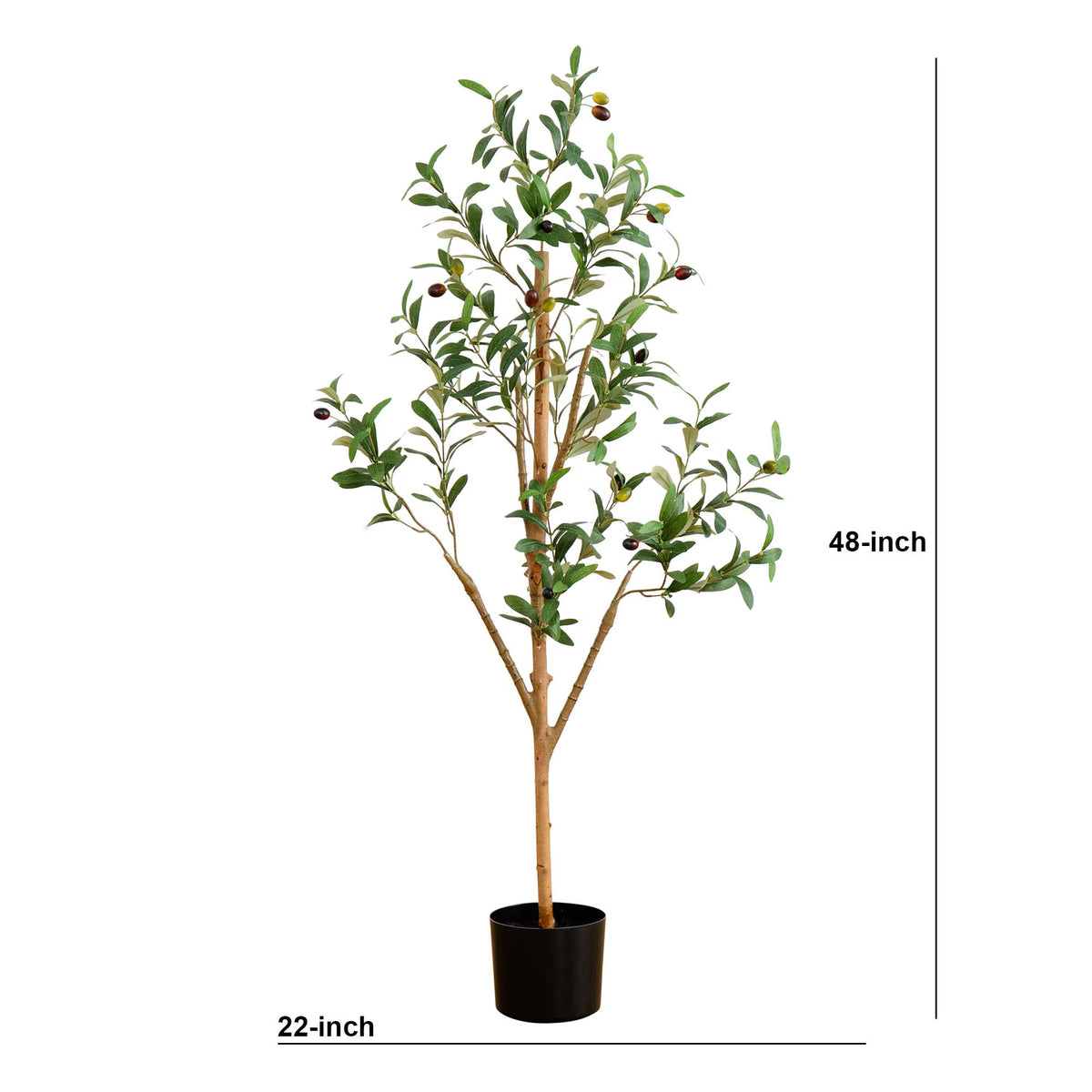 The Tuscan 4-Foot Natural-Trunk Olive Tree