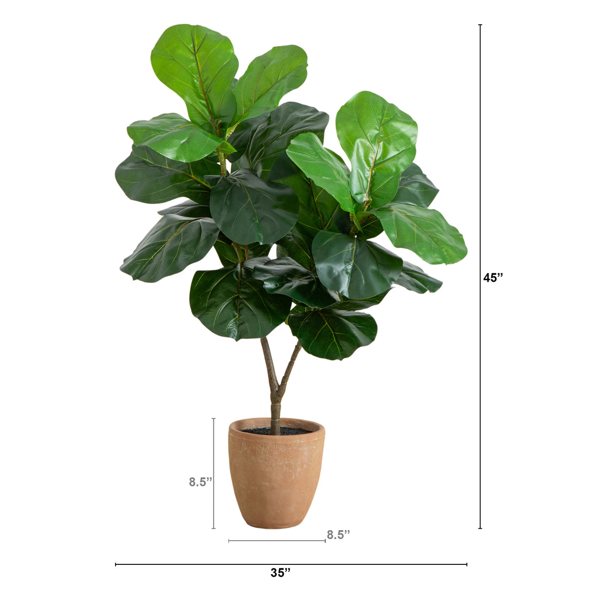 The Pacifica 45" Broad-Leaf Accent Fig