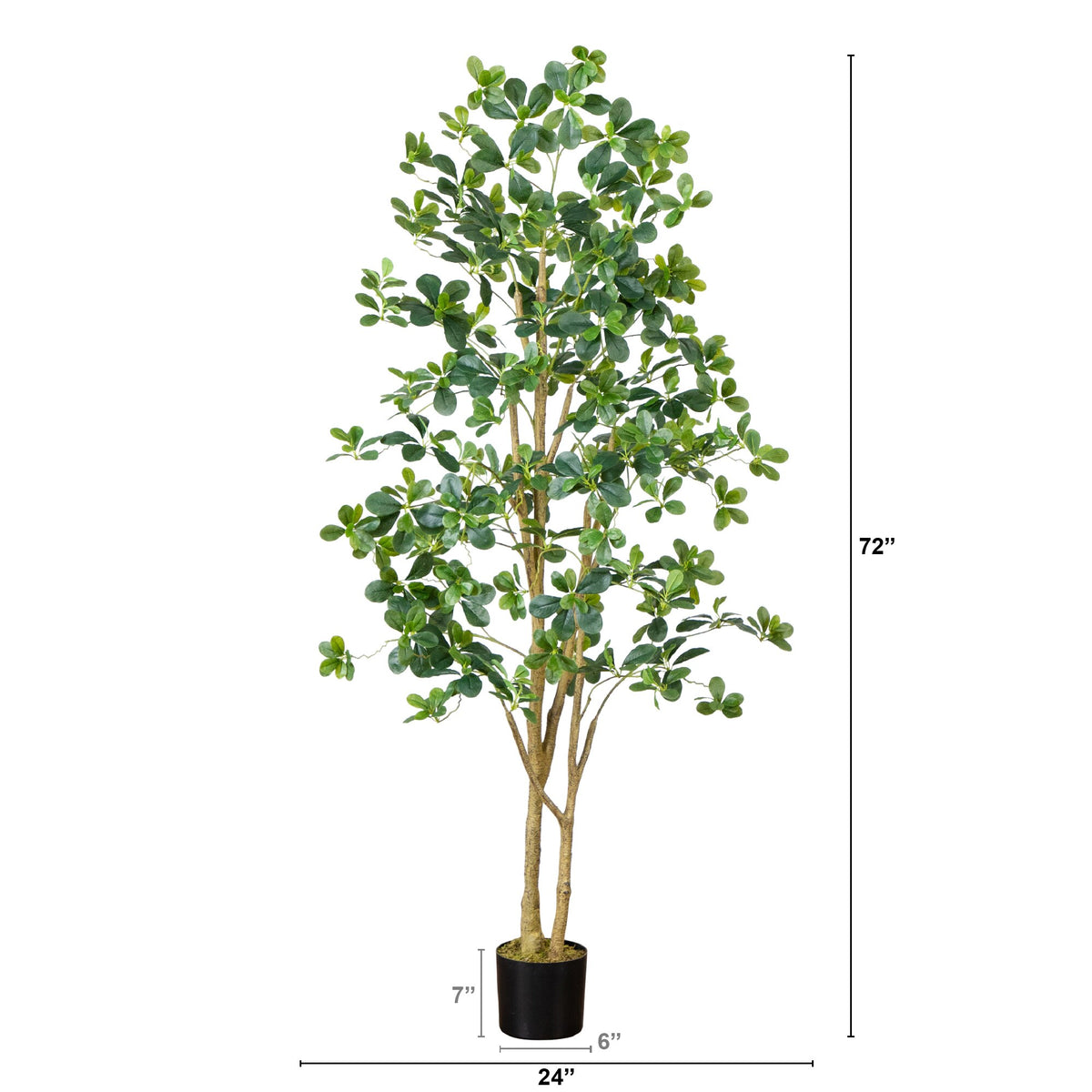 The Capri 6-Foot Architectural Black Olive Tree