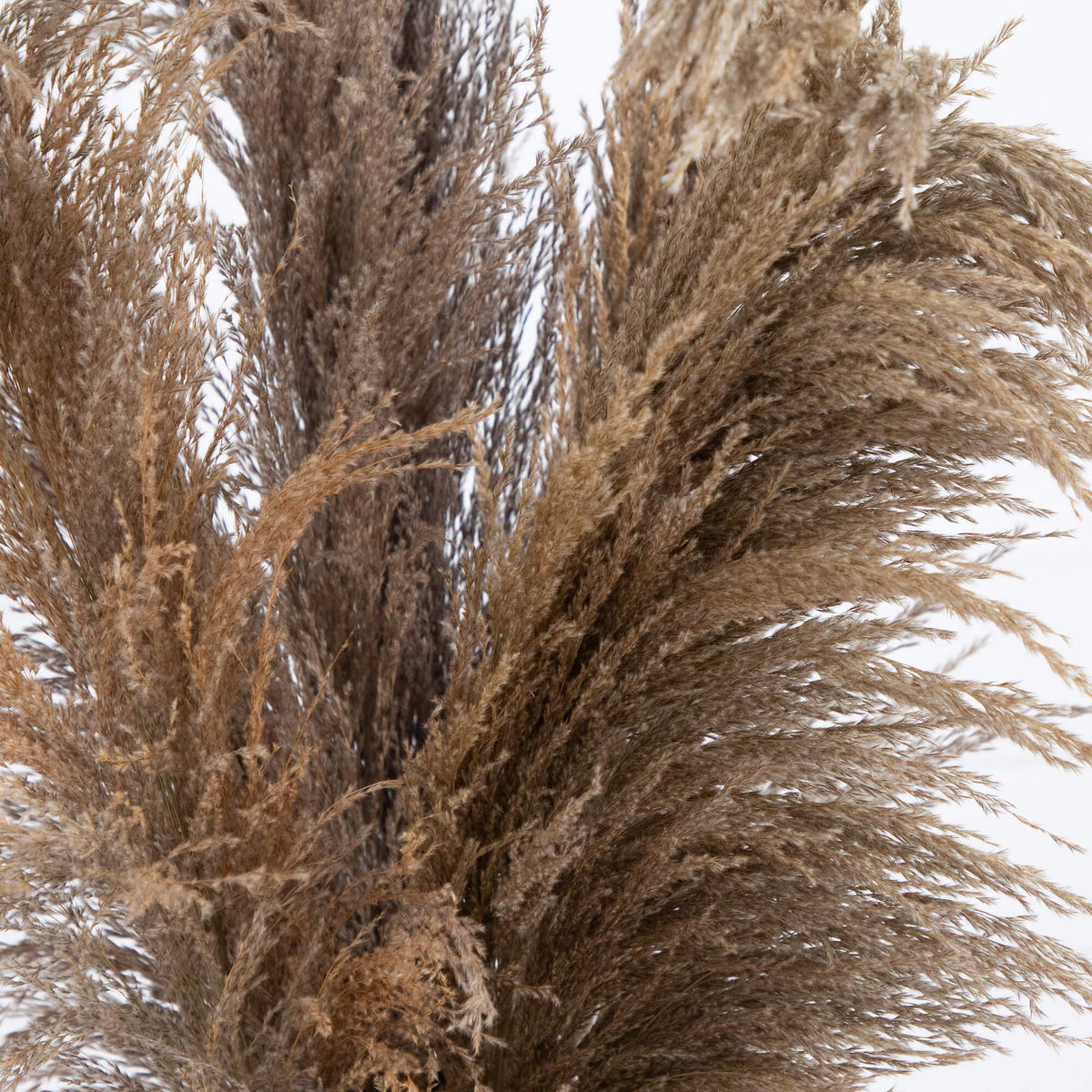 The Tulum 30" Preserved Natural Pampas Plume Arrangement