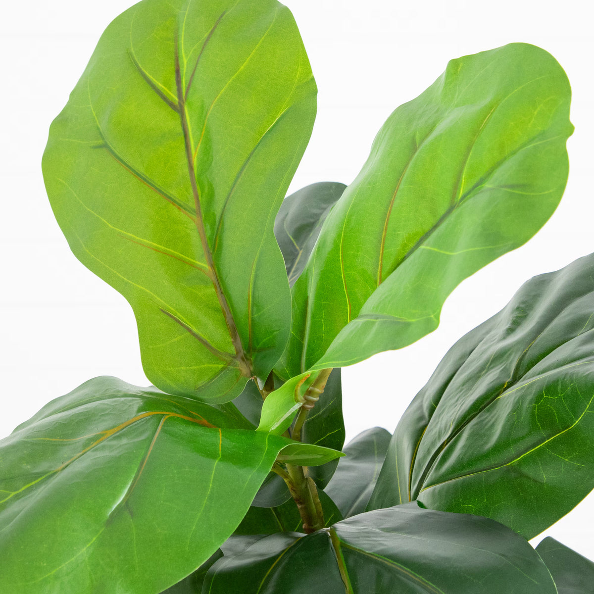 The Pacifica 45" Broad-Leaf Accent Fig