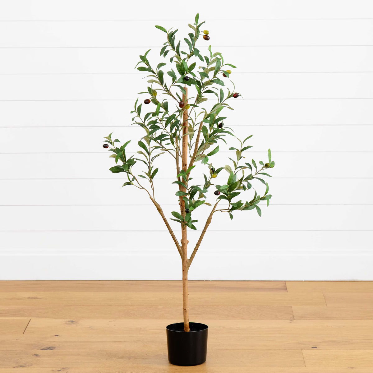 The Tuscan 4-Foot Natural-Trunk Olive Tree