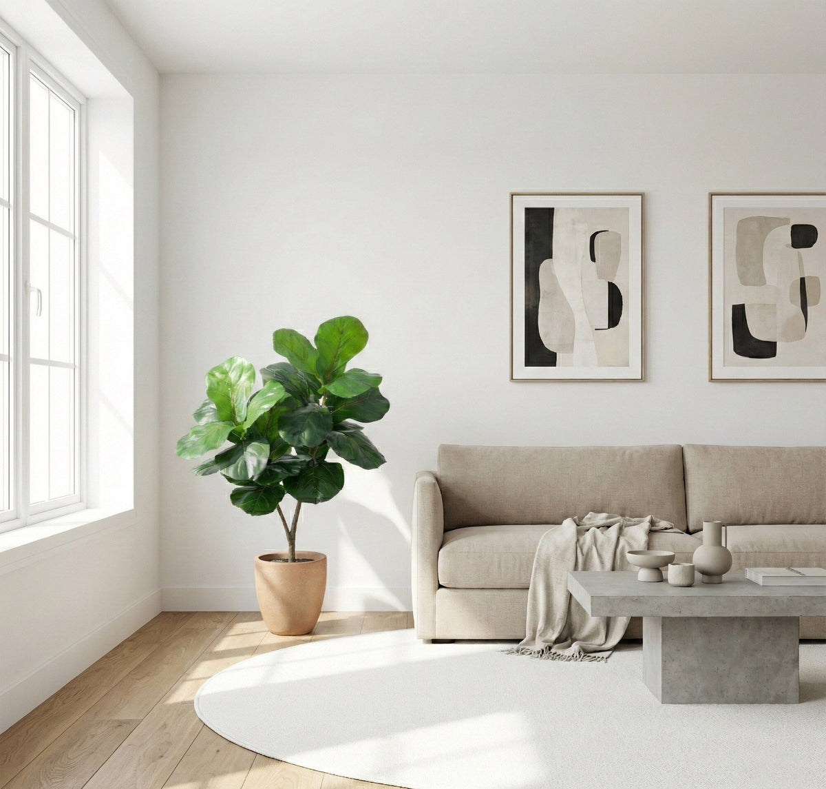 The Pacifica 45" Broad-Leaf Accent Fig