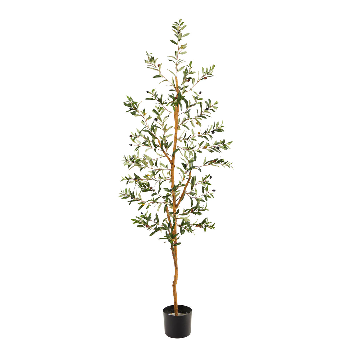 The Verona 5.5-Foot Dense Canopy Olive Botanical