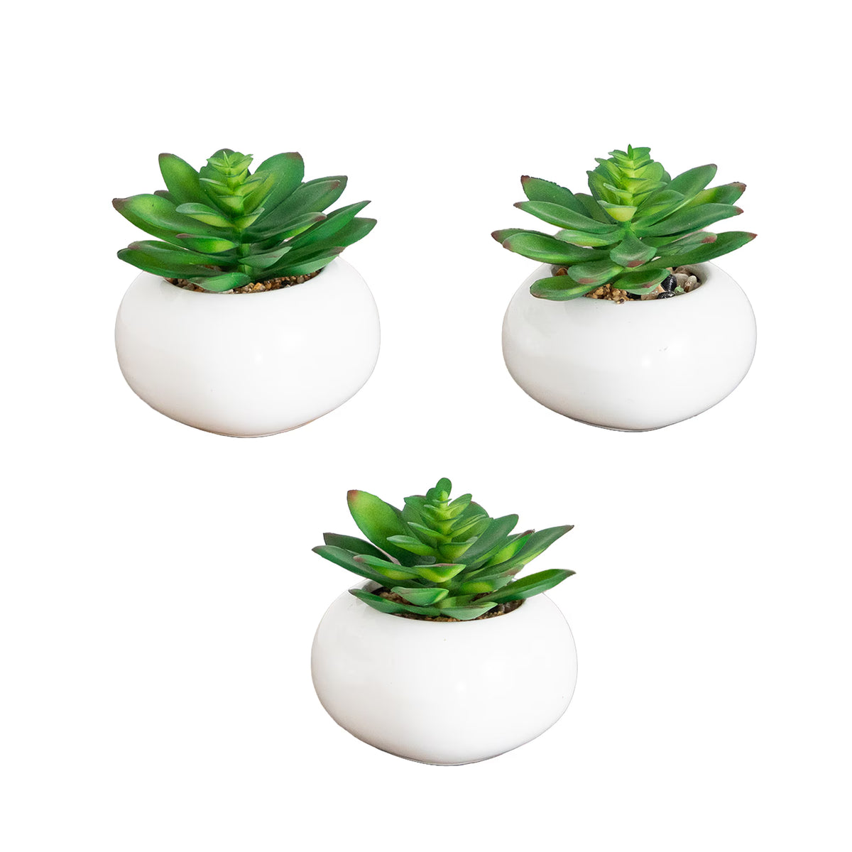 The Solana Potted Succulent Trio in Matte Ceramic (Set of 3)