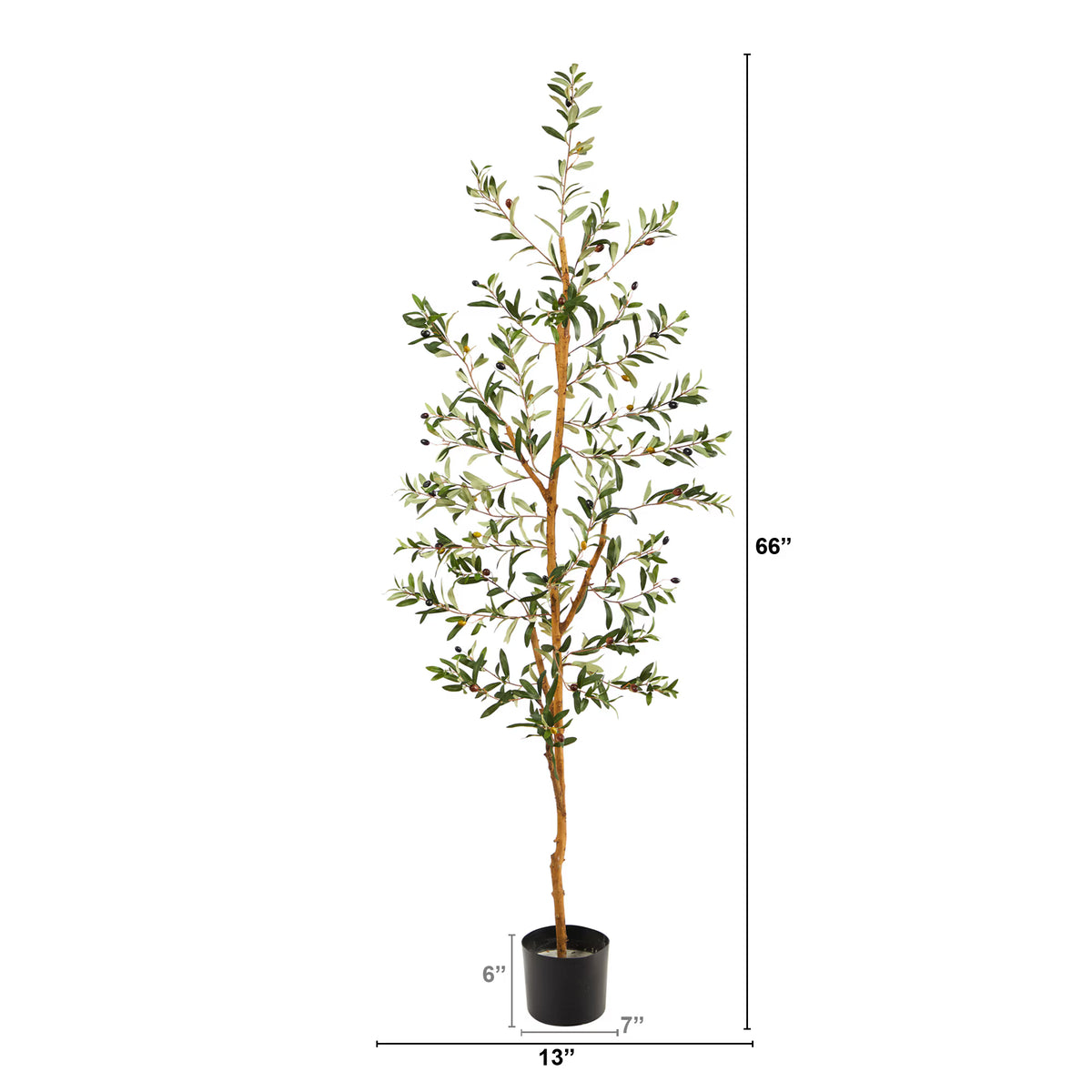 The Verona 5.5-Foot Dense Canopy Olive Botanical