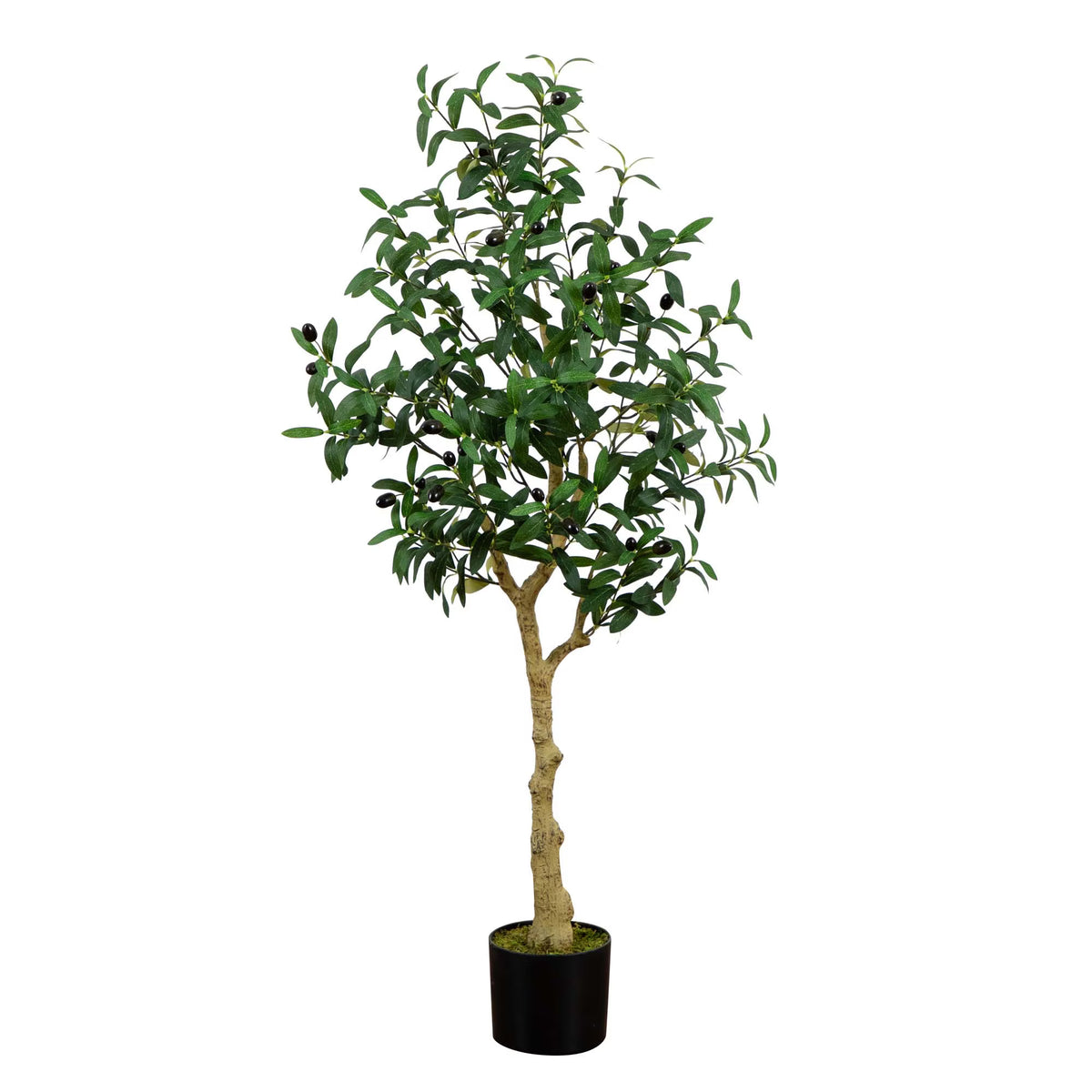 The Verona 4-Foot European Olive Accent Tree